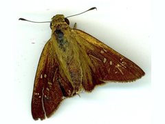 Pelopidas lyelli