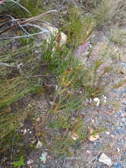 Erica abietina constantiana