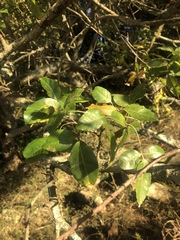 Searsia chirindensis