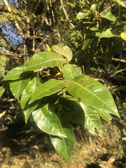 Searsia chirindensis