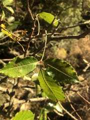 Searsia chirindensis