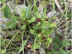 Sphaeromorphaea australis