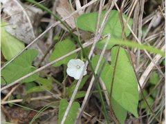 Ipomoea plebeia