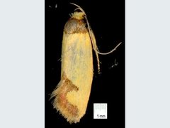 Chrysonoma tentatella