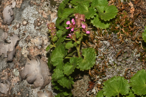 Image of Telesonix jamesii by (c) Brian Finzel, some rights reserved (CC BY-SA)