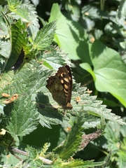 Pararge aegeria