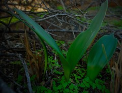 Haemanthus graniticus
