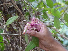 Capparis zeylanica