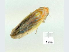 Linnavuoriella arcuata
