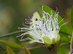 Capparis zeylanica