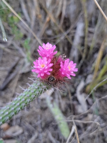 Image of Neon Broom Cactus (Arrojadoa penicillata) by no rights reserved