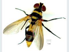 Saralba ocypteroides