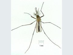 Tripteroides atripes