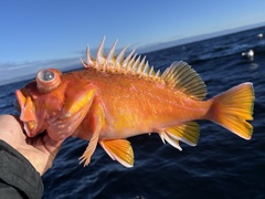 Greenspotted Rockfish photo 5