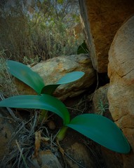 Haemanthus graniticus