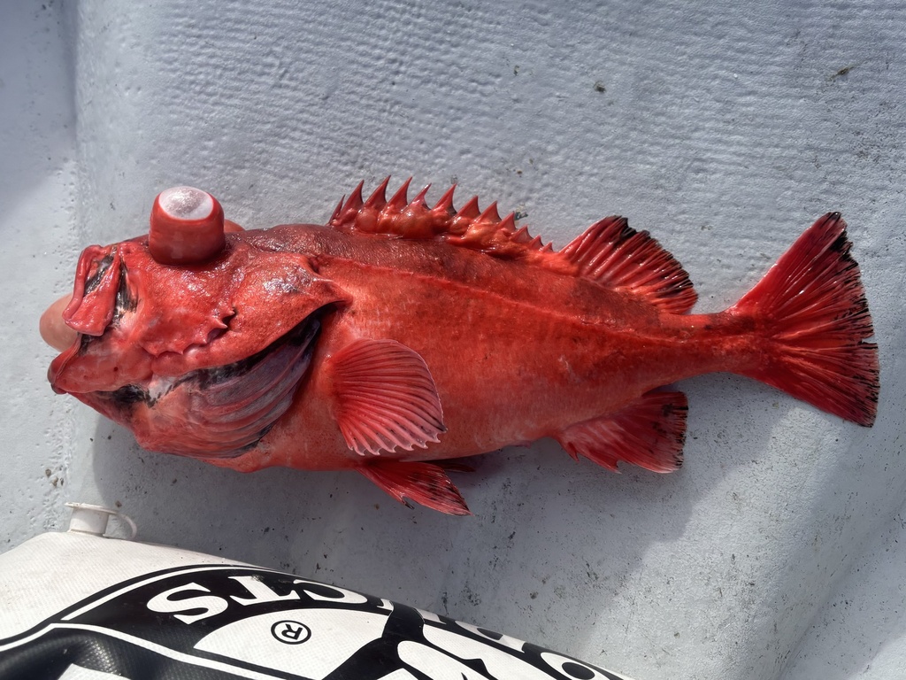 Blackgill rockfish (Sebastes melanostomus) — Sebastidae