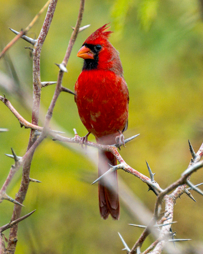 Northern Cardinal photographed in Texas