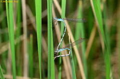 Indolestes peregrinus