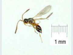 Diapriinae
