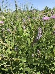 Orbexilum onobrychis