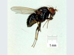 Silba