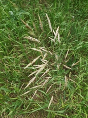 Bromus inermis
