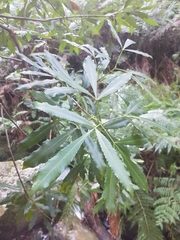 Platylophus trifoliatus