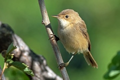 Acrocephalus rufescens