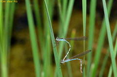 Indolestes peregrinus