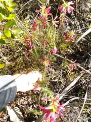 Erica abietina
