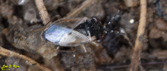 Geocoris pallidipennis