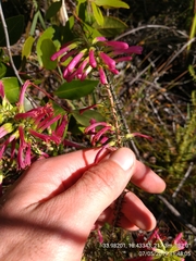 Erica abietina