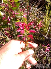 Erica abietina