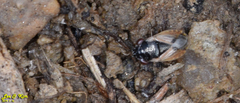 Geocoris pallidipennis