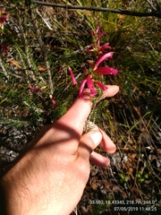 Erica abietina
