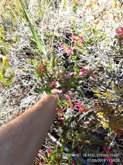 Erica abietina