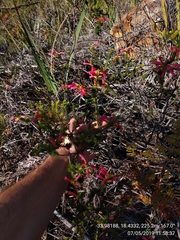 Erica abietina