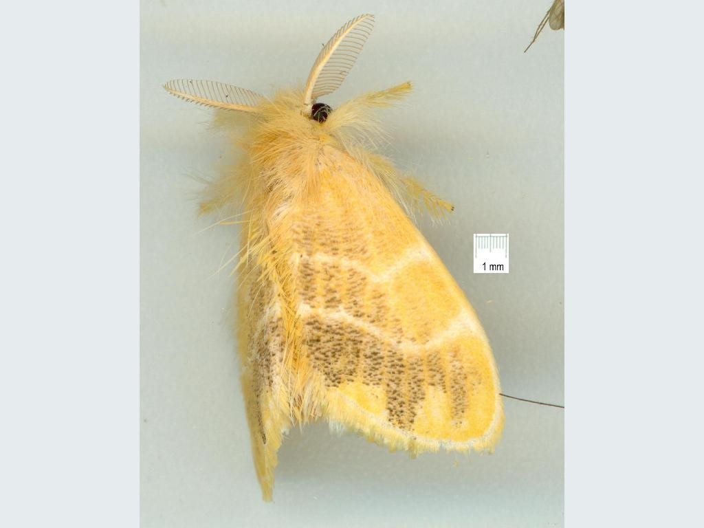 Three-spotted Tussock