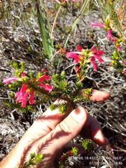 Erica abietina