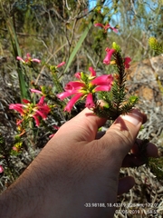 Erica abietina
