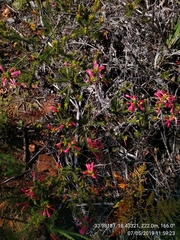 Erica abietina