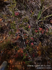 Erica abietina