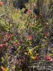 Erica abietina