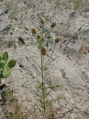 Plantago arenaria