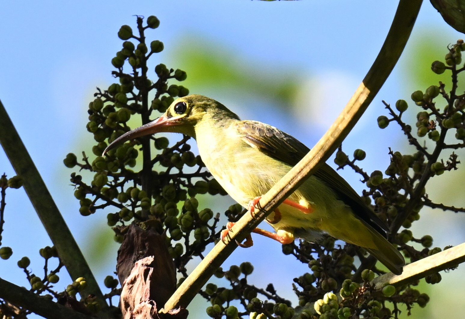 Spectacled Spiderhunter (Arachnothera flavigaster), photo 9