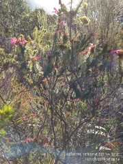 Erica abietina