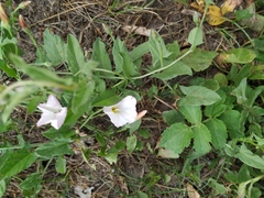 Convolvulus arvensis