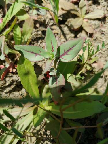 Elegant Clarkia seedling