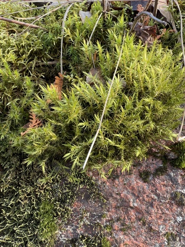Image of Dicranum polysetum by (c) Brandon Corder, some rights reserved (CC BY)