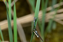Indolestes peregrinus